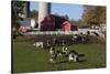 Holstein Cows in Meadow by Complex of Red Dairy Farm Buildings, Granville, New York, USA-Lynn M^ Stone-Stretched Canvas