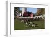 Holstein Cows in Meadow by Complex of Red Dairy Farm Buildings, Granville, New York, USA-Lynn M^ Stone-Framed Photographic Print