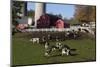 Holstein Cows in Meadow by Complex of Red Dairy Farm Buildings, Granville, New York, USA-Lynn M^ Stone-Mounted Photographic Print