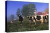 Holstein Cows in Pasture on Foggy, Autumn Morning, Granville, New York-Lynn M^ Stone-Stretched Canvas