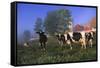 Holstein Cows in Pasture on Foggy, Autumn Morning, Granville, New York-Lynn M^ Stone-Framed Stretched Canvas