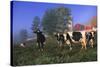 Holstein Cows in Pasture on Foggy, Autumn Morning, Granville, New York-Lynn M^ Stone-Stretched Canvas