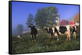 Holstein Cows in Pasture on Foggy, Autumn Morning, Granville, New York-Lynn M^ Stone-Framed Stretched Canvas