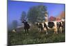 Holstein Cows in Pasture on Foggy, Autumn Morning, Granville, New York-Lynn M^ Stone-Mounted Photographic Print