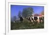 Holstein Cows in Pasture on Foggy, Autumn Morning, Granville, New York-Lynn M^ Stone-Framed Photographic Print