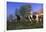 Holstein Cows in Pasture on Foggy, Autumn Morning, Granville, New York-Lynn M^ Stone-Framed Photographic Print