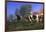 Holstein Cows in Pasture on Foggy, Autumn Morning, Granville, New York-Lynn M^ Stone-Framed Photographic Print