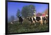 Holstein Cows in Pasture on Foggy, Autumn Morning, Granville, New York-Lynn M^ Stone-Framed Photographic Print