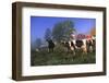 Holstein Cows in Pasture on Foggy, Autumn Morning, Granville, New York-Lynn M^ Stone-Framed Photographic Print