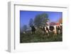 Holstein Cows in Pasture on Foggy, Autumn Morning, Granville, New York-Lynn M^ Stone-Framed Photographic Print
