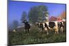Holstein Cows in Pasture on Foggy, Autumn Morning, Granville, New York-Lynn M^ Stone-Mounted Photographic Print