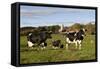 Holstein Cows Mingle in Pasture in Front of Red Dairy Farm Buildings-Lynn M^ Stone-Framed Stretched Canvas