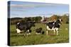 Holstein Cows Mingle in Pasture in Front of Red Dairy Farm Buildings-Lynn M^ Stone-Stretched Canvas