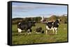 Holstein Cows Mingle in Pasture in Front of Red Dairy Farm Buildings-Lynn M^ Stone-Framed Stretched Canvas