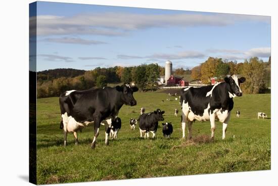 Holstein Cows Mingle in Pasture in Front of Red Dairy Farm Buildings-Lynn M^ Stone-Stretched Canvas