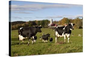 Holstein Cows Mingle in Pasture in Front of Red Dairy Farm Buildings-Lynn M^ Stone-Stretched Canvas
