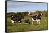 Holstein Cows Mingle in Pasture in Front of Red Dairy Farm Buildings-Lynn M^ Stone-Framed Stretched Canvas