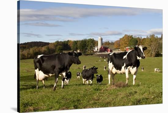 Holstein Cows Mingle in Pasture in Front of Red Dairy Farm Buildings-Lynn M^ Stone-Stretched Canvas