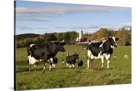 Holstein Cows Mingle in Pasture in Front of Red Dairy Farm Buildings-Lynn M^ Stone-Stretched Canvas