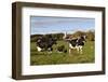 Holstein Cows Mingle in Pasture in Front of Red Dairy Farm Buildings-Lynn M^ Stone-Framed Photographic Print