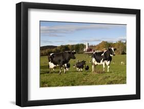 Holstein Cows Mingle in Pasture in Front of Red Dairy Farm Buildings-Lynn M^ Stone-Framed Photographic Print