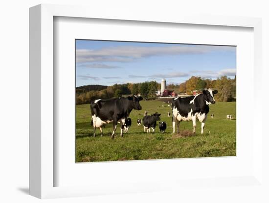 Holstein Cows Mingle in Pasture in Front of Red Dairy Farm Buildings-Lynn M^ Stone-Framed Photographic Print
