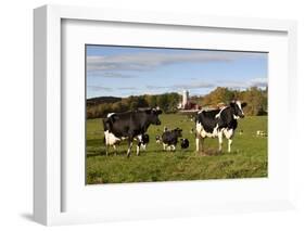 Holstein Cows Mingle in Pasture in Front of Red Dairy Farm Buildings-Lynn M^ Stone-Framed Photographic Print