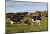 Holstein Cows Mingle in Pasture in Front of Red Dairy Farm Buildings-Lynn M^ Stone-Mounted Photographic Print