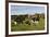 Holstein Cows Mingle in Pasture in Front of Red Dairy Farm Buildings-Lynn M^ Stone-Framed Photographic Print