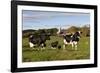 Holstein Cows Mingle in Pasture in Front of Red Dairy Farm Buildings-Lynn M^ Stone-Framed Photographic Print