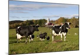 Holstein Cows Mingle in Pasture in Front of Red Dairy Farm Buildings-Lynn M^ Stone-Mounted Photographic Print