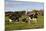 Holstein Cows Mingle in Pasture in Front of Red Dairy Farm Buildings-Lynn M^ Stone-Mounted Photographic Print