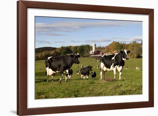 Holstein Cows Mingle in Pasture in Front of Red Dairy Farm Buildings-Lynn M^ Stone-Framed Photographic Print