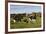 Holstein Cows Mingle in Pasture in Front of Red Dairy Farm Buildings-Lynn M^ Stone-Framed Photographic Print