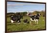 Holstein Cows Mingle in Pasture in Front of Red Dairy Farm Buildings-Lynn M^ Stone-Framed Photographic Print