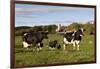 Holstein Cows Mingle in Pasture in Front of Red Dairy Farm Buildings-Lynn M^ Stone-Framed Photographic Print