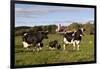 Holstein Cows Mingle in Pasture in Front of Red Dairy Farm Buildings-Lynn M^ Stone-Framed Photographic Print