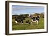 Holstein Cows Mingle in Pasture in Front of Red Dairy Farm Buildings-Lynn M^ Stone-Framed Photographic Print