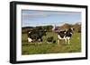 Holstein Cows Mingle in Pasture in Front of Red Dairy Farm Buildings-Lynn M^ Stone-Framed Photographic Print