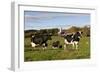 Holstein Cows Mingle in Pasture in Front of Red Dairy Farm Buildings-Lynn M^ Stone-Framed Photographic Print