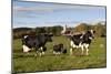 Holstein Cows Mingle in Pasture in Front of Red Dairy Farm Buildings-Lynn M^ Stone-Mounted Photographic Print