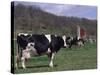 Holstein Cows on Farm, Belleville, Wisconsin-Lynn M^ Stone-Stretched Canvas