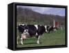 Holstein Cows on Farm, Belleville, Wisconsin-Lynn M^ Stone-Framed Stretched Canvas