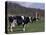 Holstein Cows on Farm, Belleville, Wisconsin-Lynn M^ Stone-Stretched Canvas