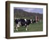 Holstein Cows on Farm, Belleville, Wisconsin-Lynn M^ Stone-Framed Photographic Print