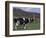 Holstein Cows on Farm, Belleville, Wisconsin-Lynn M^ Stone-Framed Photographic Print