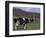 Holstein Cows on Farm, Belleville, Wisconsin-Lynn M^ Stone-Framed Photographic Print