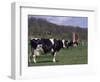 Holstein Cows on Farm, Belleville, Wisconsin-Lynn M^ Stone-Framed Photographic Print