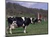 Holstein Cows on Farm, Belleville, Wisconsin-Lynn M^ Stone-Mounted Photographic Print