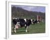 Holstein Cows on Farm, Belleville, Wisconsin-Lynn M^ Stone-Framed Photographic Print